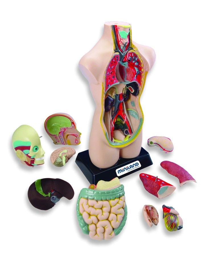 Set d'anatomia (11 peces)