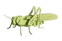 Saltamontes 3D de cartón