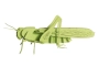 Saltamontes 3D de cartón