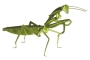Mantis 3D de cartón