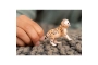 Cria de gueopard Schleich