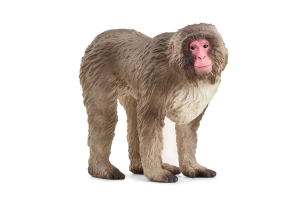 Macaco Japonés