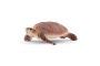 Tortuga Carey Schleich