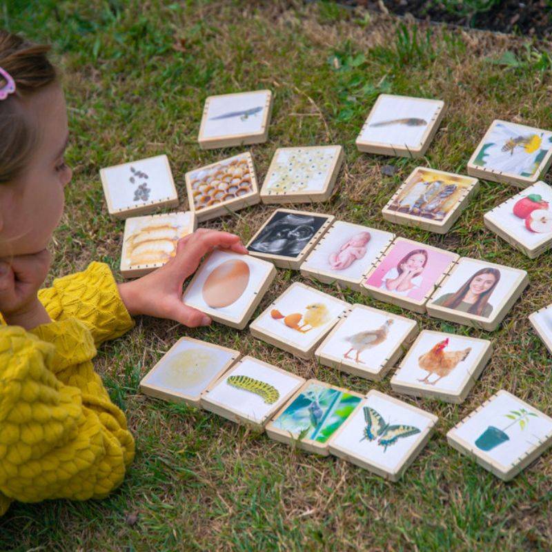 El cicle de la vida en fusta Commotion