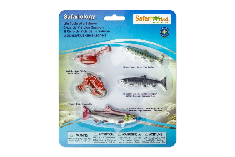 El cicle de la vida del salmó