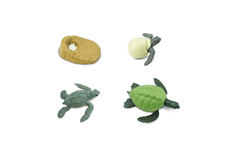 El cicle de la vida de la tortuga