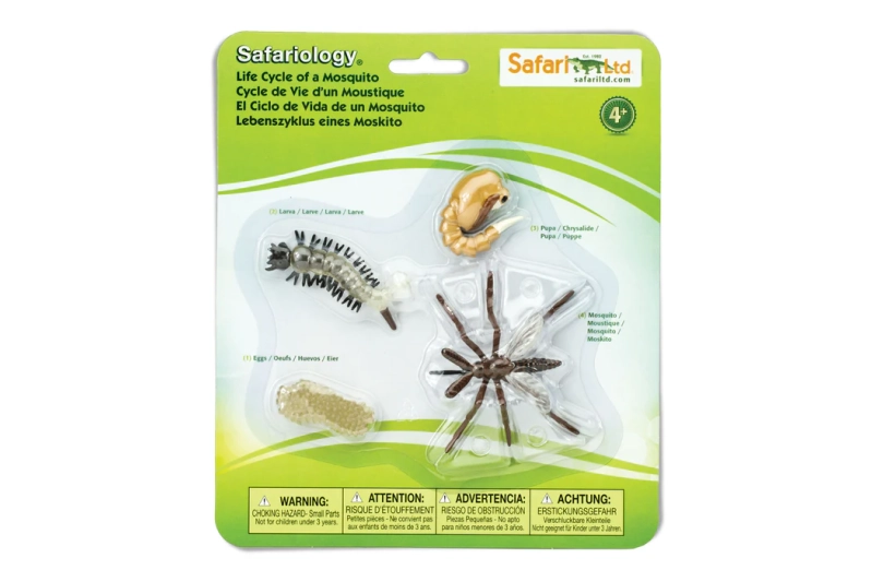 El cicle de la vida del mosquit