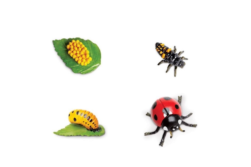 Cicle de la vida de la marieta