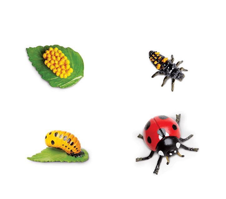 Cicle de la vida de la marieta