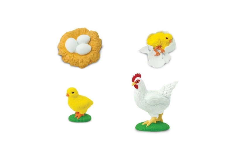 El cicle de la vida de la gallina