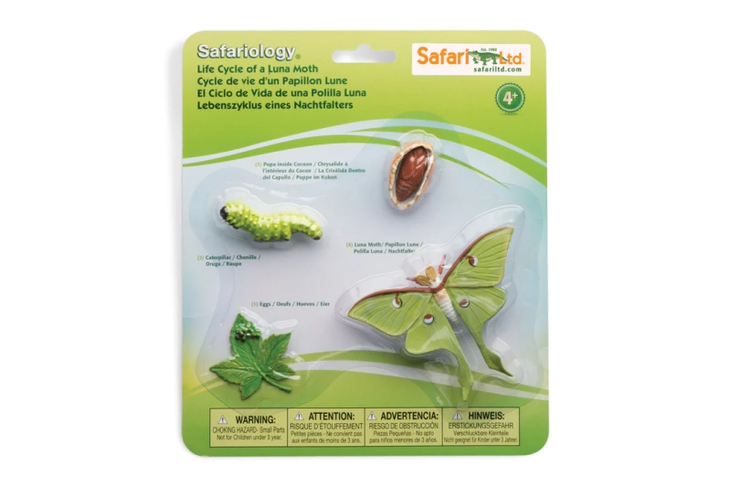 El cicle de la vida de l'arna de lluna