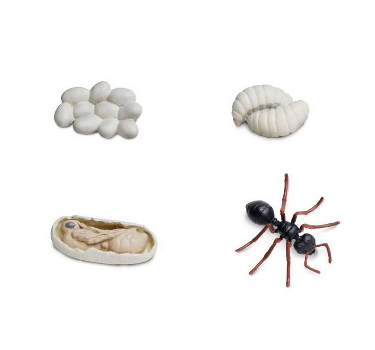 El cicle de la vida de la formiga