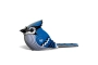 Eugy Blue Jay