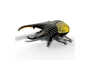 Eugy Hercules Beetle (Escarabajo Hercules)