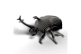 Eugy Rhino Beetle (Escarabajo rinoceronte)