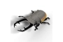 Eugy Stag Beetle (Escarabajo ciervo)