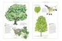 Inventario ilustrado de árboles 