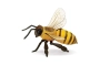 Abella de mel XL Safari Ltd.