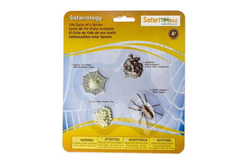 El cicle de la vida de l'aranya