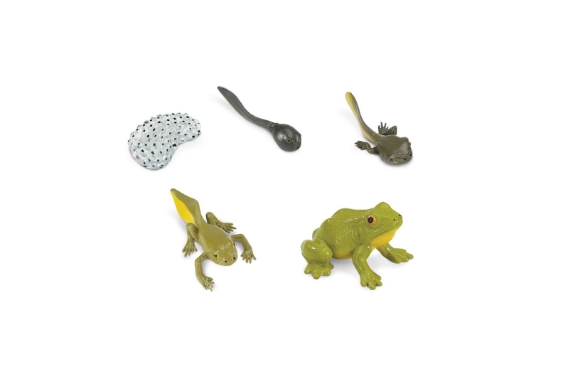 El cicle de la vida de la granota