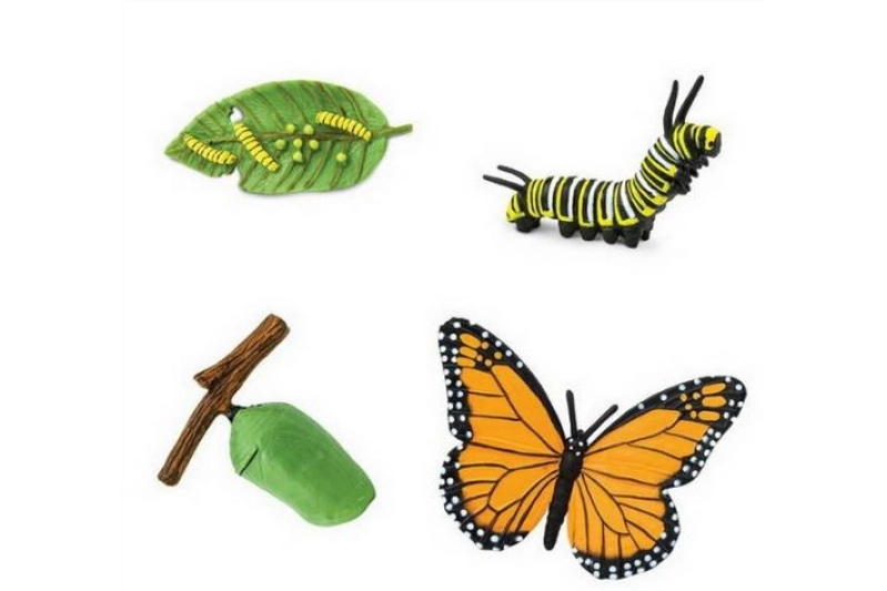 El cicle de la vida de la papallona