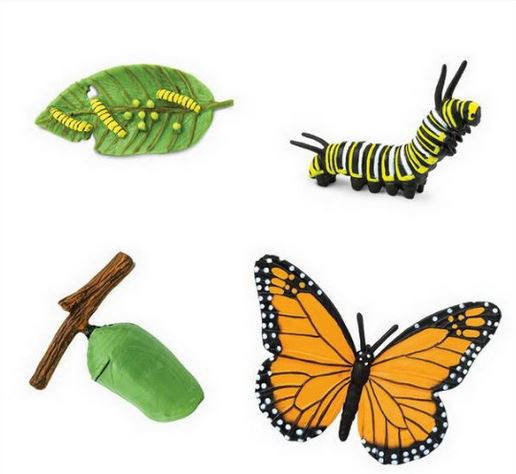 El cicle de la vida de la papallona