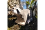 Mapache de madera Wudimales