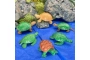 Tubo de 12 ranas y tortugas