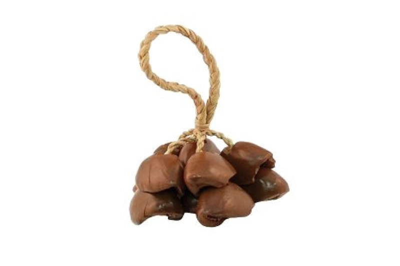 Sonall closca de nous seques