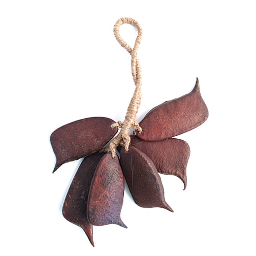 Sonajero semilla Sappan