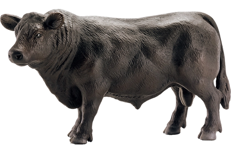 Bou negre Angus Schleich