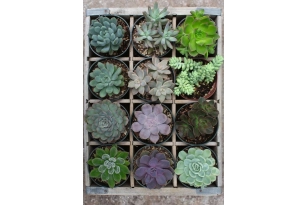 Puzzle 300 piezas Verde