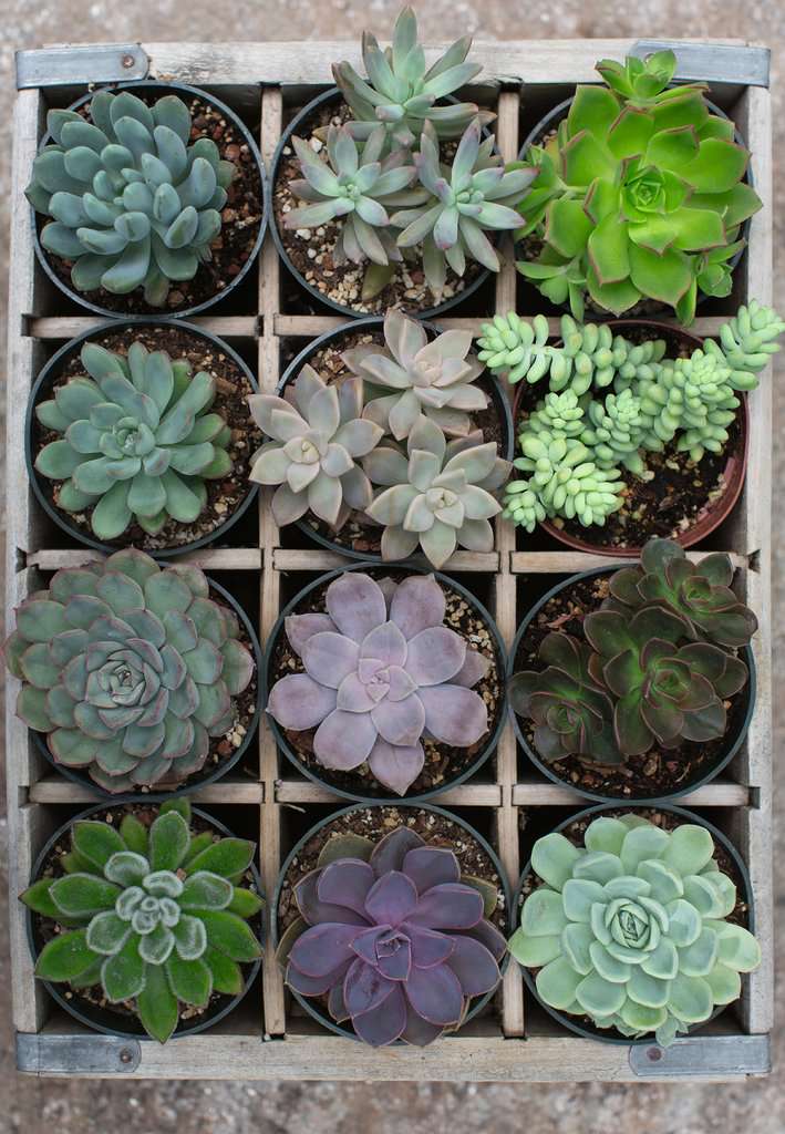 Rompecabezas 300 piezas Verde