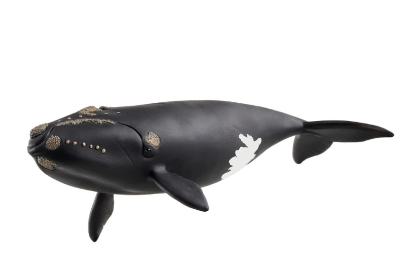 Balena franca glacial Schleich