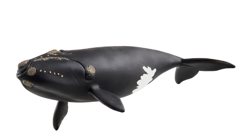 Balena franca glacial Schleich