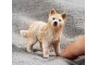 Cachorro de lobo ártico Schleich