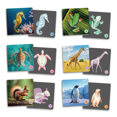 Animals vertebrats i els seus esquelets