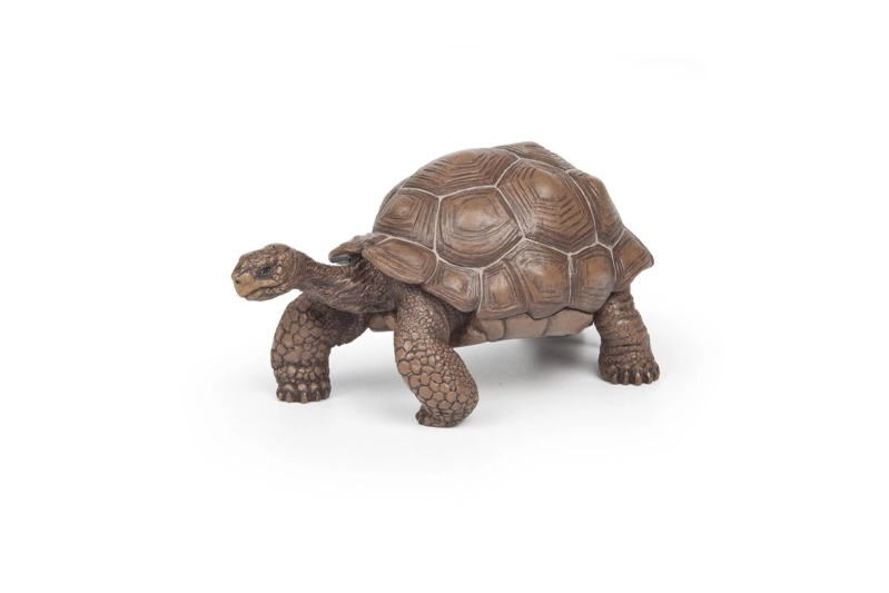 Tortuga de les Galàpagos