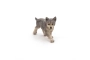 Cachorro de Lobo Papo