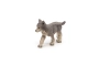 Cachorro de Lobo Papo