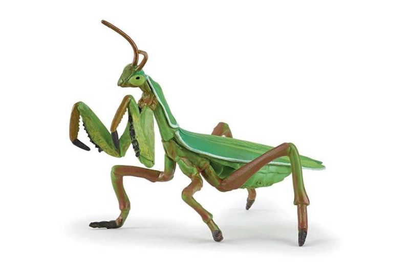 MANTIS RELIGIOSA PAPO