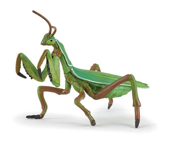 MANTIS RELIGIOSA PAPO