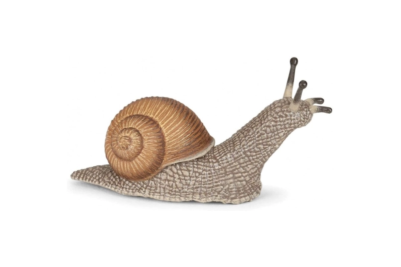Caracol Papo