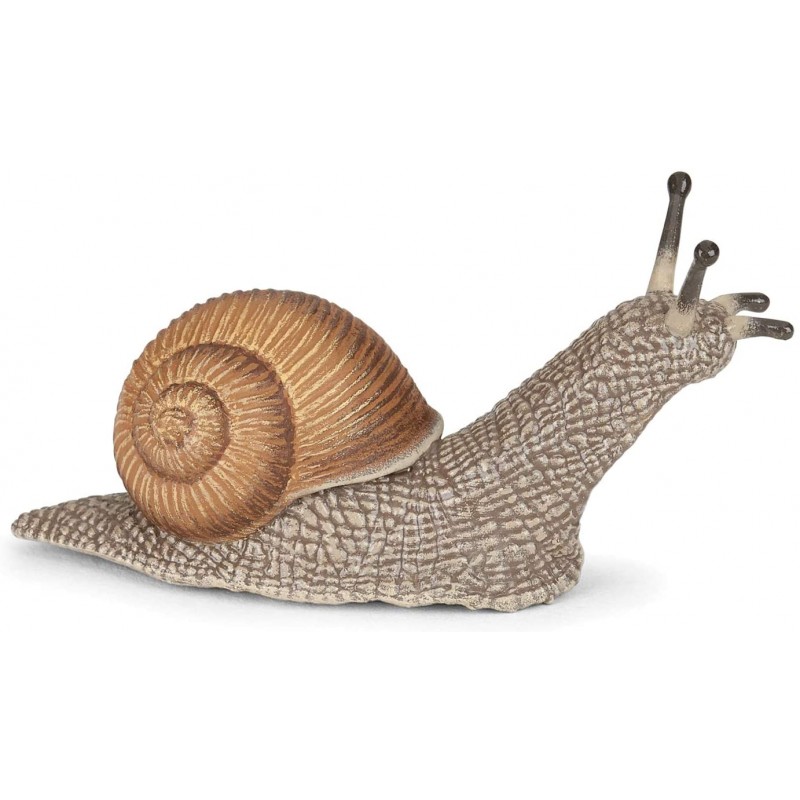 Caracol Papo