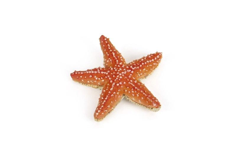 Estrella de mar Papo