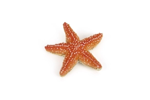 Estrella de mar Papo