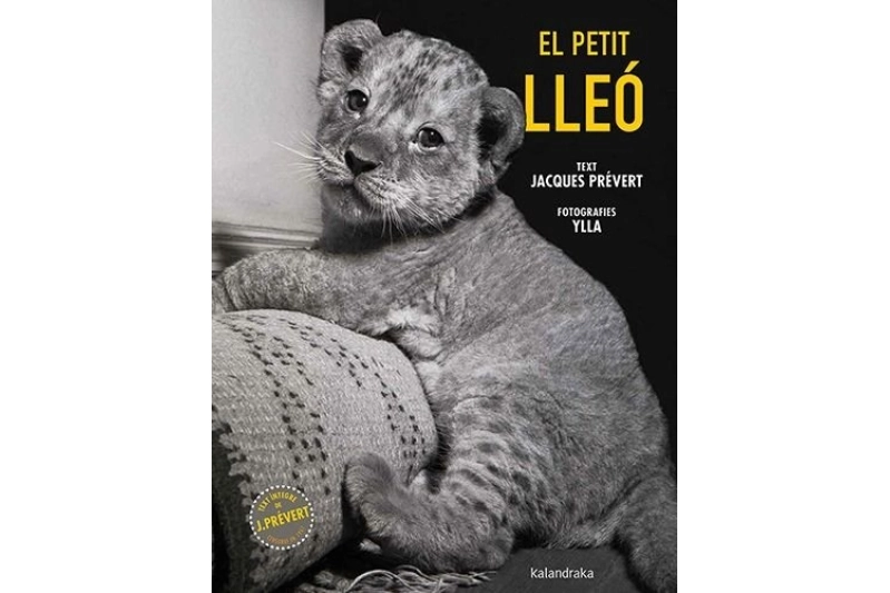 El petit lleó