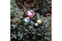 Bola sensorial mirall de colors Ø 6 cm