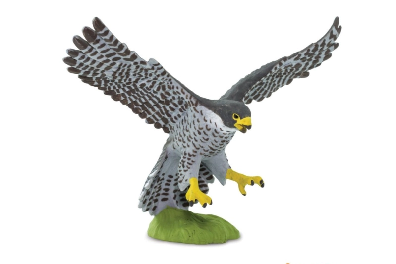 Falcó Pelegrí Safari Ltd.