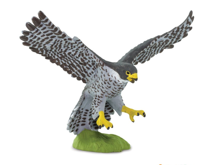 Halcón pelegrino Safari Ltd.